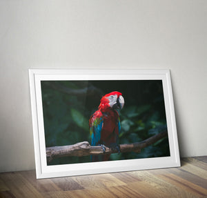 Geometric Macaw Poster